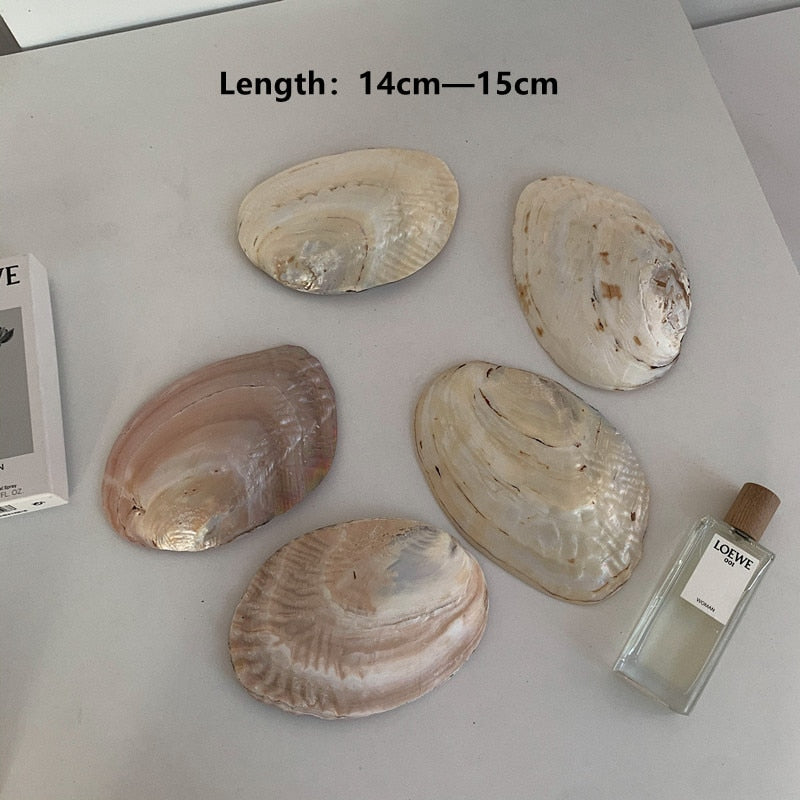 Natural Oyster Shell with Pearl Jewelry Storage Tray